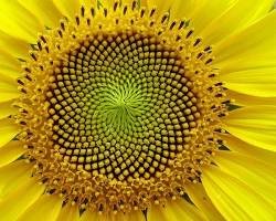 zonnebloem, Ontdek wat de Fibonacci-reeks is en waarom deze terugkomt in de natuur